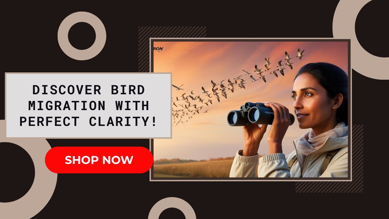 Best Binoculars for Birdwatching